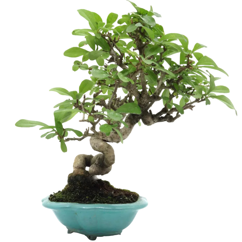 Shohin Buiten Bonsai Ligustrum obtusifolium blauwe pot 17cm, hoogte 25cm