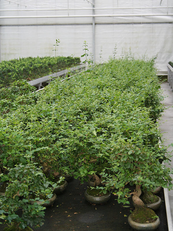 Binnen Bonsai Ligustrum sinensis groene ovale pot 24cm, hoogte ~ 40cm