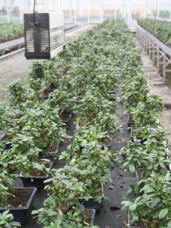 Binnen Bonsai Carmona shape groene rechthoekige pot 20cm, hoogte ~30cm