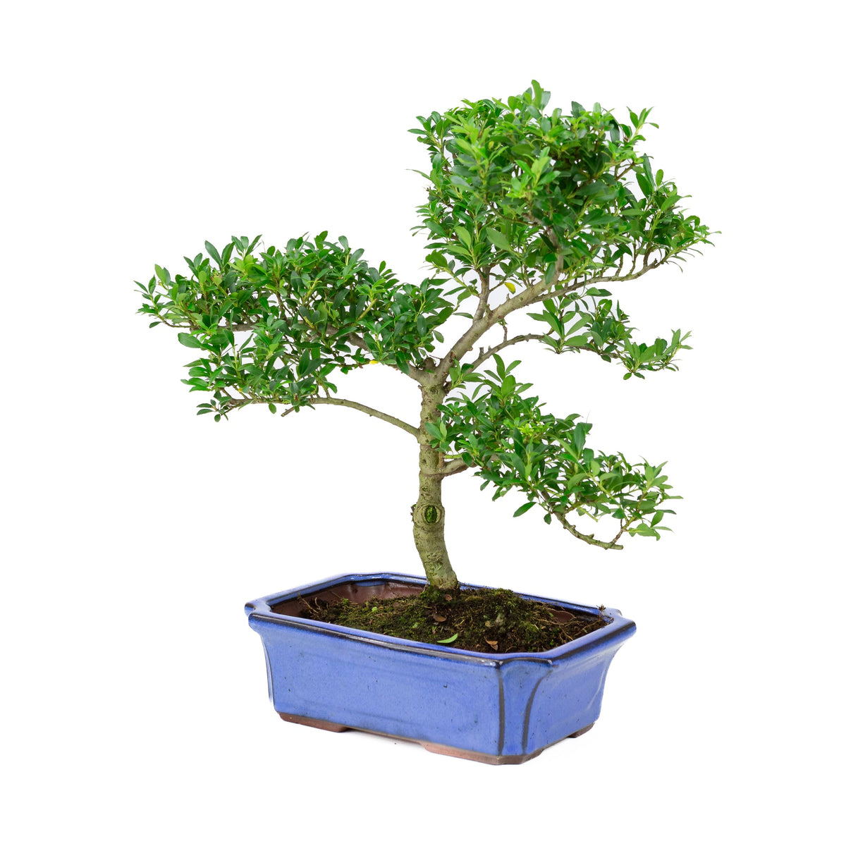 Ilex crenata (agrifoglio giapponese) vaso blu 24 cm, altezza ~43 cm