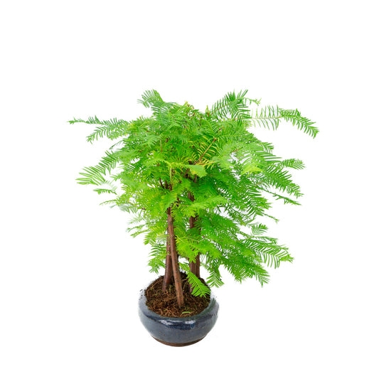 Gruppo di Metasequoia glyptostroboides, vaso ovale da 30 cm, altezza ~35 cm