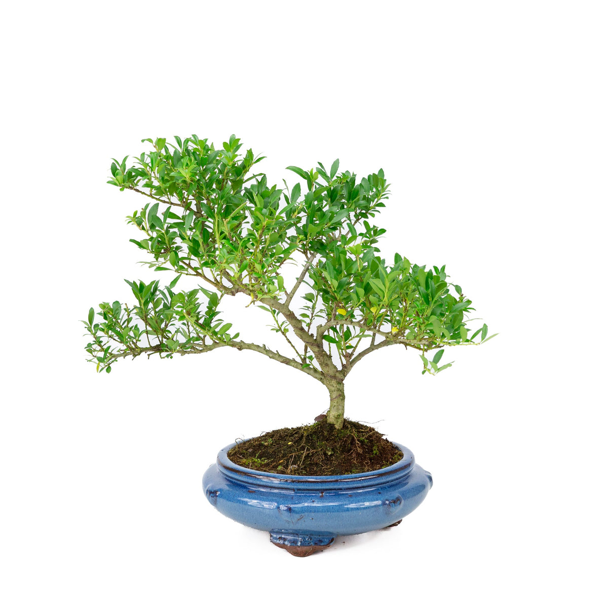 Ilex crenata (agrifoglio giapponese) vaso rotondo, altezza ~ 43 cm