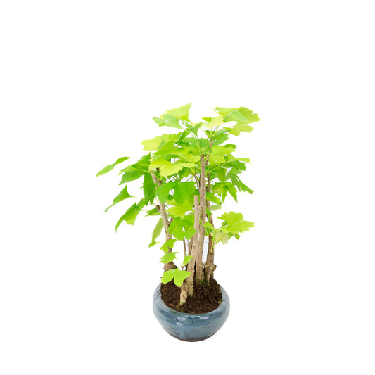 Ginkgo biloba gruppo 5 vaso ovale 29cm, altezza ~35cm