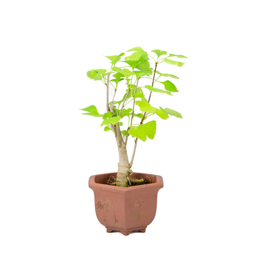 Ginkgo biloba vaso esagonale marrone 15cm, altezza ~32cm