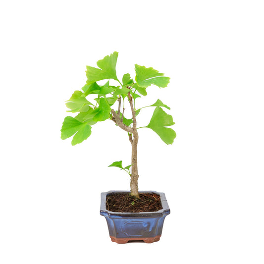 Ginkgo biloba (albero di capelvenere) vaso rettangolare blu 18 cm, altezza ~35 cm