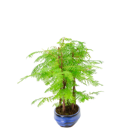 Metasequoia glyptostroboides gruppo 5 vaso ovale 22cm, altezza ~33cm