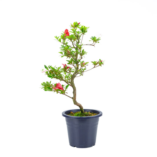 Rhododendron indicum 'Kangiten' (azalea satsuki), altezza ~56cm