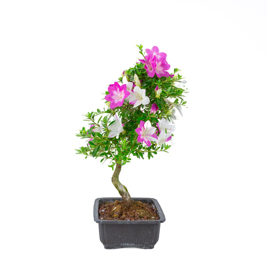 Rhododendron indicum 'Ruka' (azalea satsuki), altezza ~54 cm