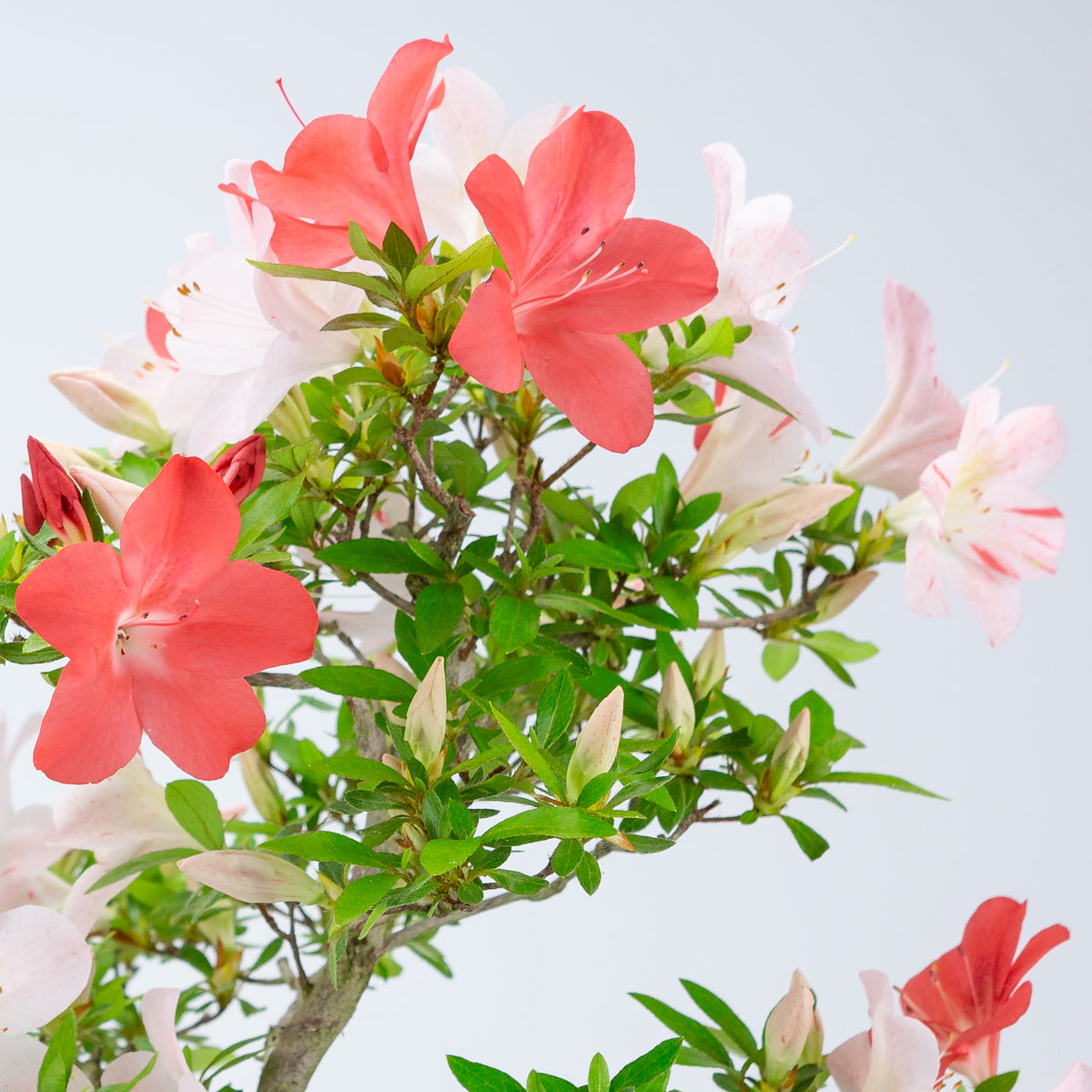 Rhododendron indicum 'Minaru' (azalea satsuki), altezza ~54cm