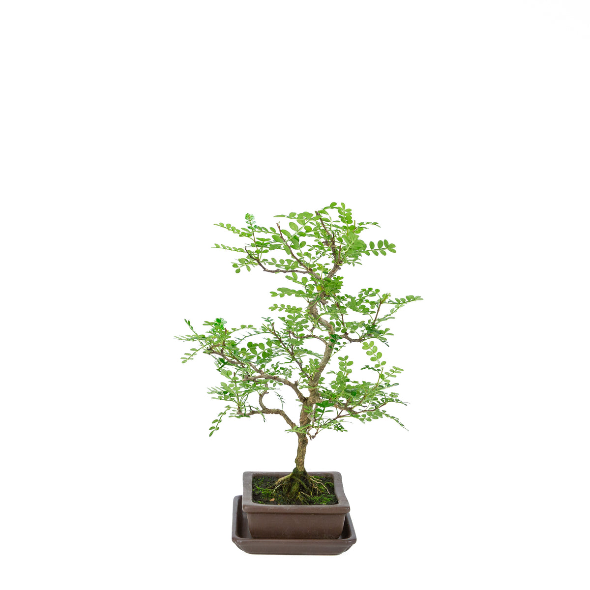 Zanthoxylum piperitum (albero del pepe), altezza ~38cm