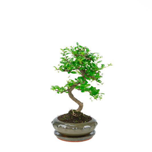 Bonsai Carmona (Tè del Fukien) in vaso rotondo verde da 23 cm, altezza ~40 cm