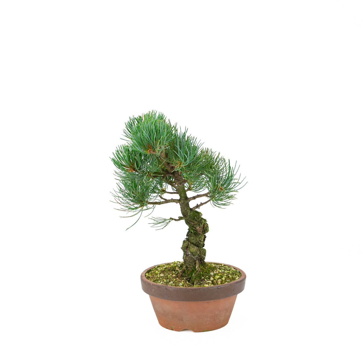 Pinus parviflora (pino bianco giapponese), altezza ~30 cm