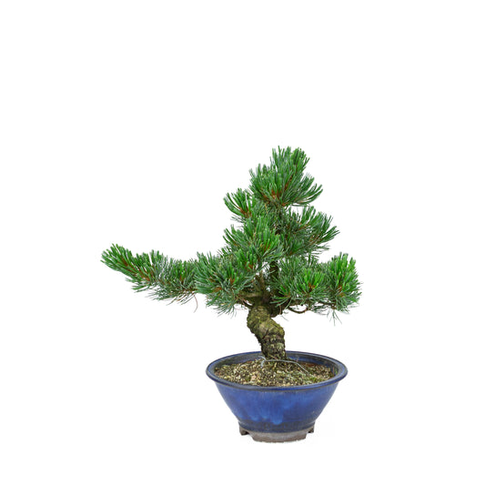 Pinus parviflora (pino bianco giapponese), altezza ~31 cm