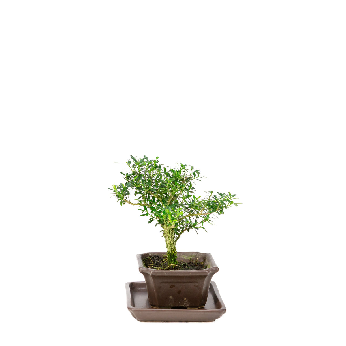 Bonsai di Buxus harlandii in vaso marrone 13cm, altezza ~21cm