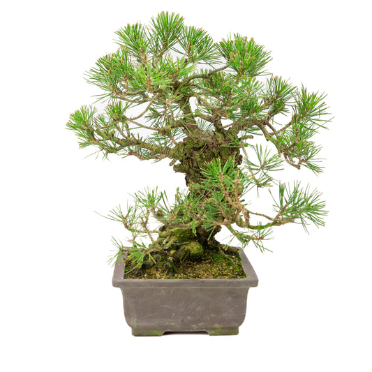 Pinus Thunbergii (pino nero giapponese), altezza ~44cm