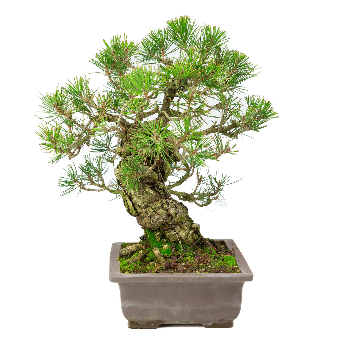 Pinus Thunbergii (pino nero giapponese), altezza ~44cm