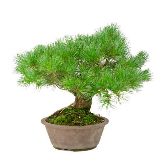 Pinus parviflora in vaso rotondo non smaltato 21cm, altezza ~38cm