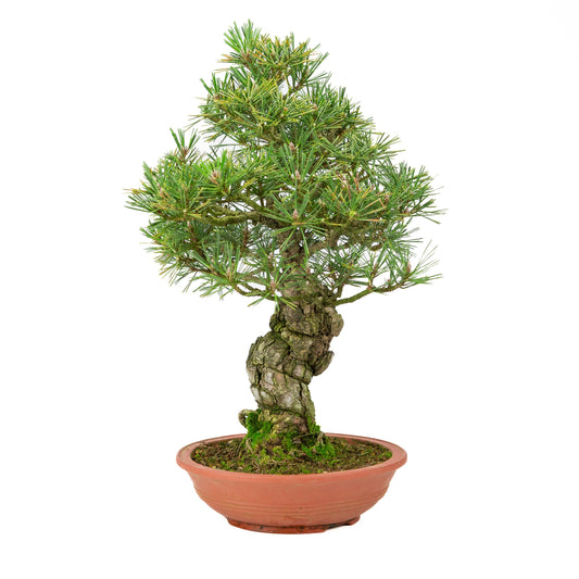 Pinus thunbergii vaso non smaltato 25m, altezza ~52cm