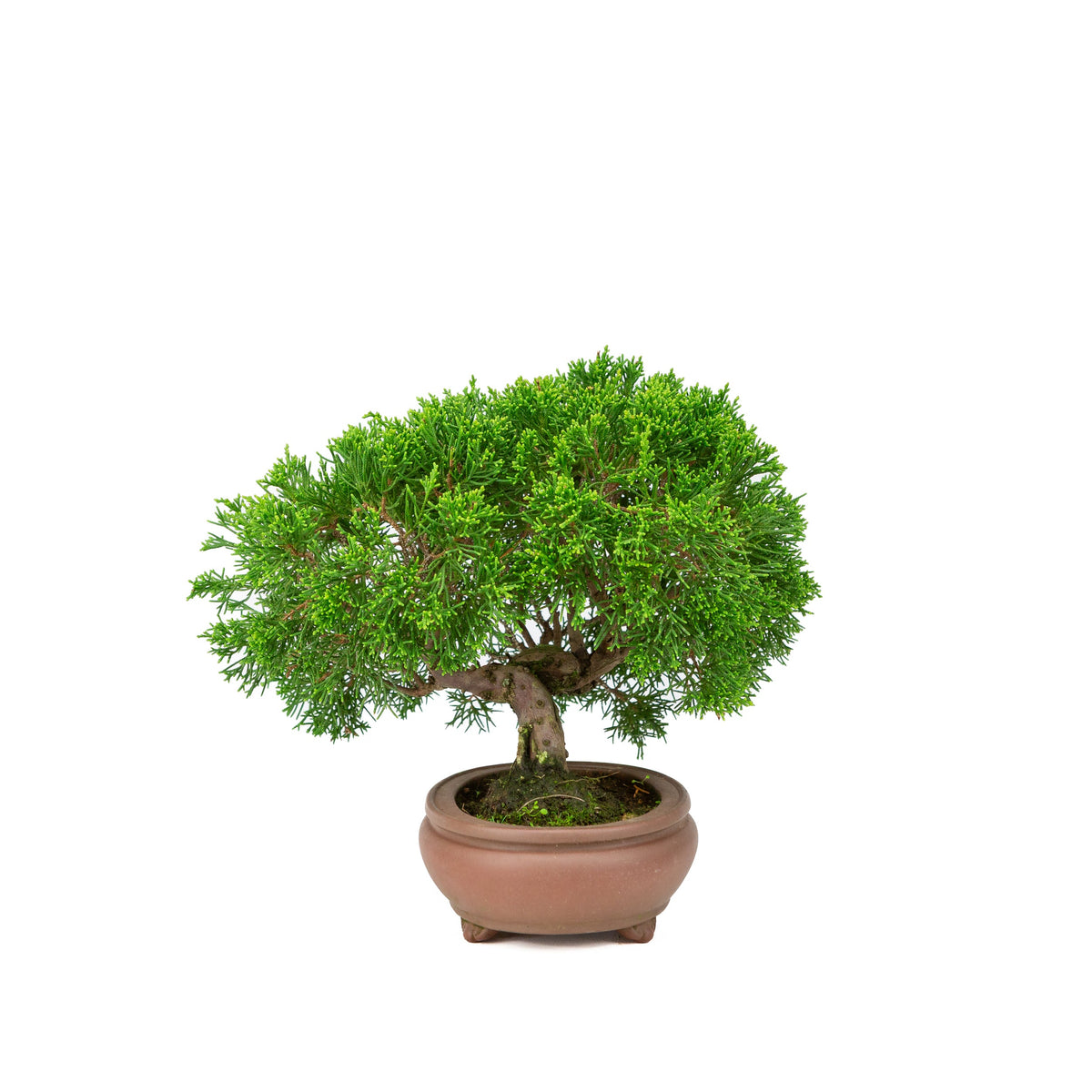 Juniperus chinensis vaso non smaltato 13cm, altezza ~27cm