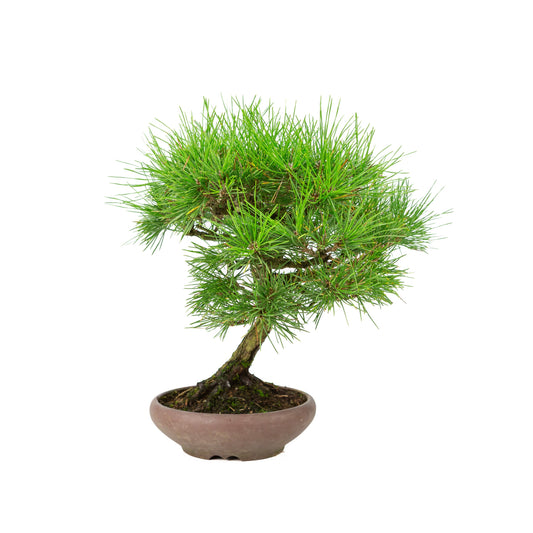 Pinus thunbergii (pino nero giapponese), altezza ~36 cm