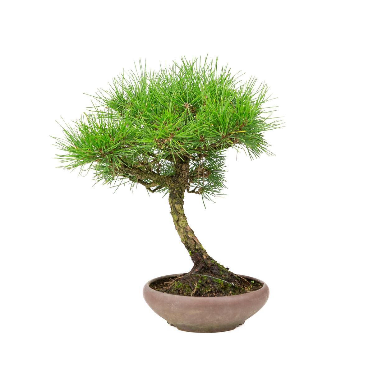 Pinus thunbergii (pino nero giapponese), altezza ~36 cm