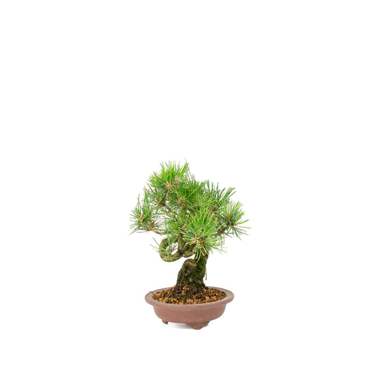 Pinus thunbergii vaso non smaltato 13 cm, altezza ~24 cm
