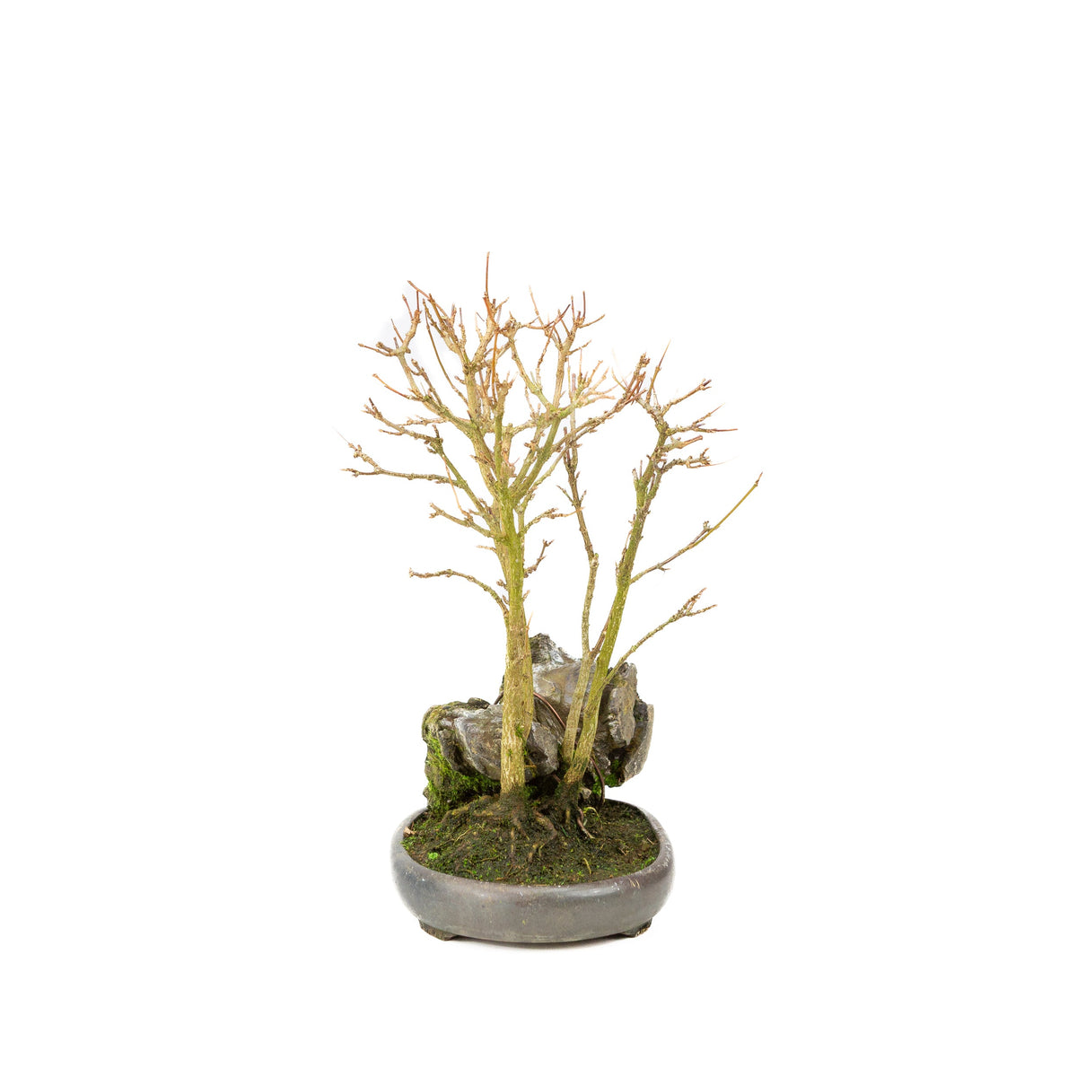 Acer buergerianum (Acero tridente) su roccia, altezza ~34 cm