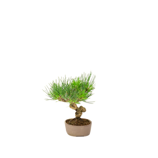 Pinus thunbergii vaso non smaltato 12cm, altezza ~20cm