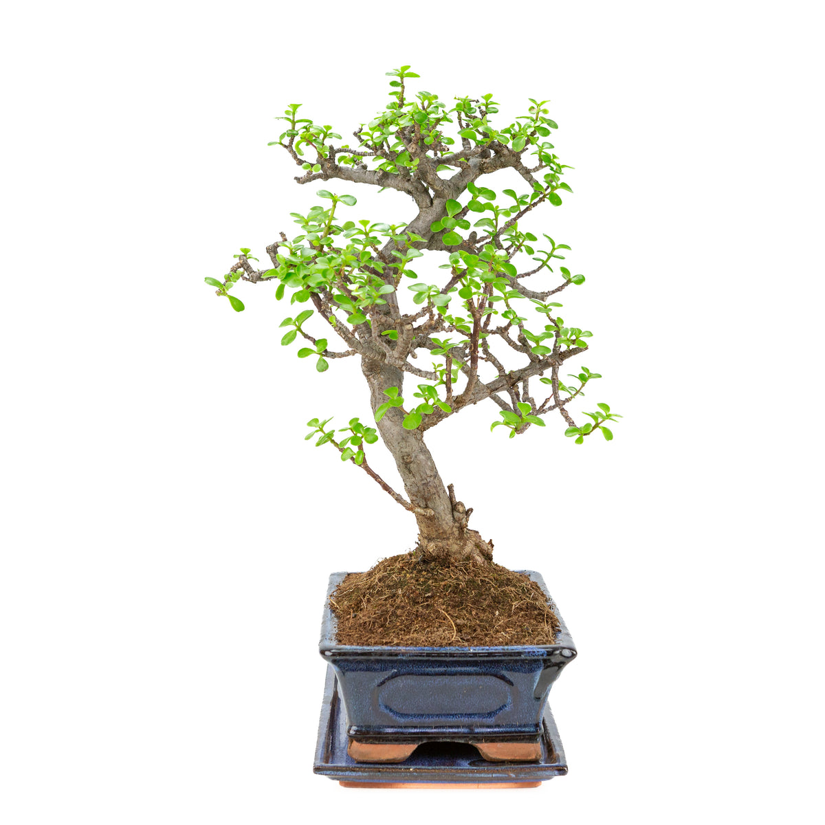 Bonsai di Portulacaria afra (Spekboom) in vaso blu 29cm, altezza ~51cm
