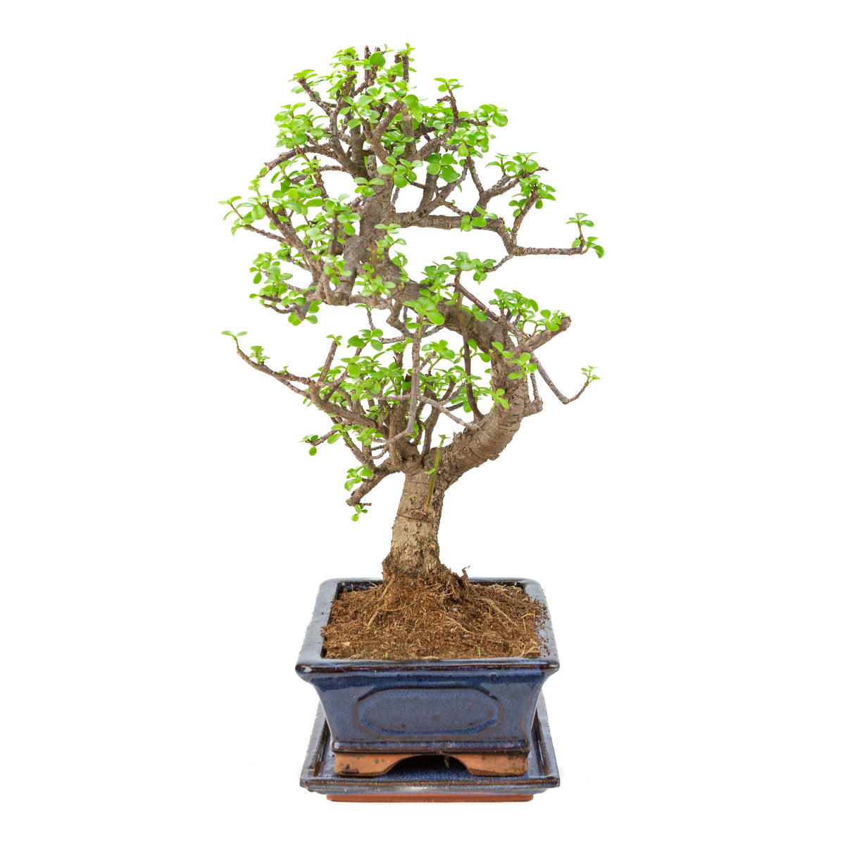 Bonsai di Portulacaria afra (Spekboom) in vaso blu 29cm, altezza ~53cm