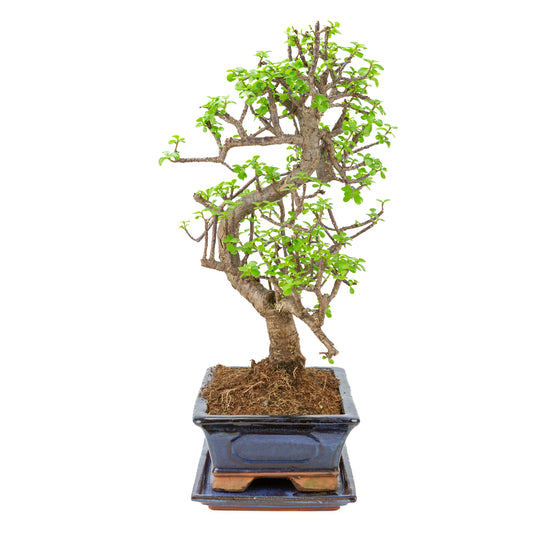 Bonsai di Portulacaria afra (Spekboom) in vaso blu 29cm, altezza ~53cm