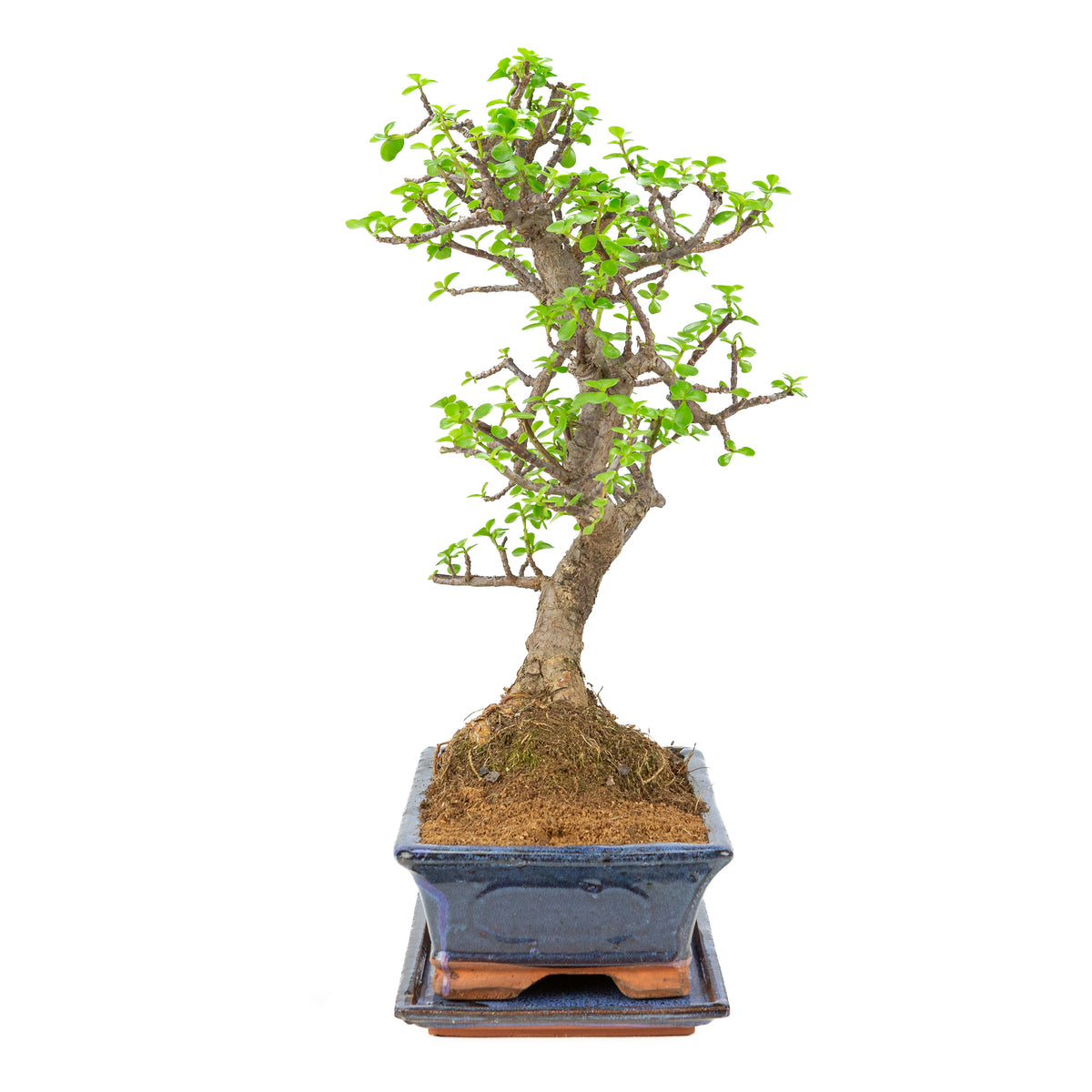 Bonsai di Portulacaria afra (Spekboom) in vaso blu 29cm, altezza ~54cm