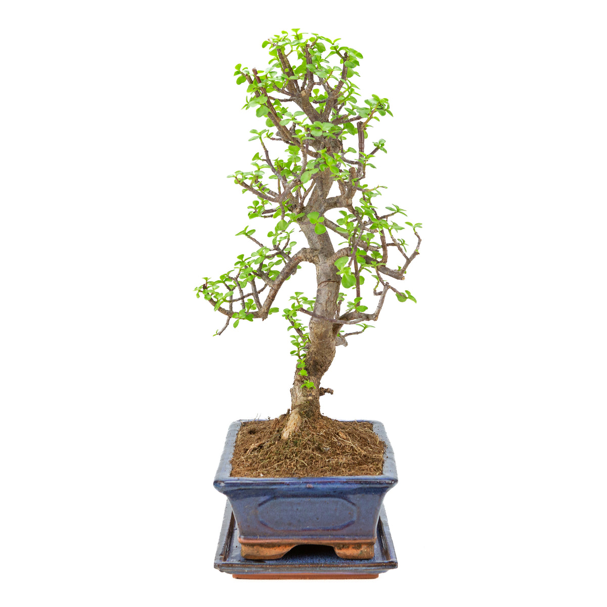 Bonsai di Portulacaria afra (Spekboom) in vaso blu 29cm, altezza ~54cm