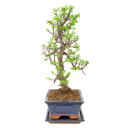 Bonsai di Portulacaria afra (Spekboom) in vaso blu 29cm, altezza ~54cm
