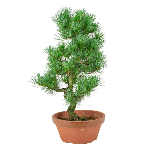 Pinus parviflora (pino bianco) vaso in terracotta 22 cm, altezza ~51 cm