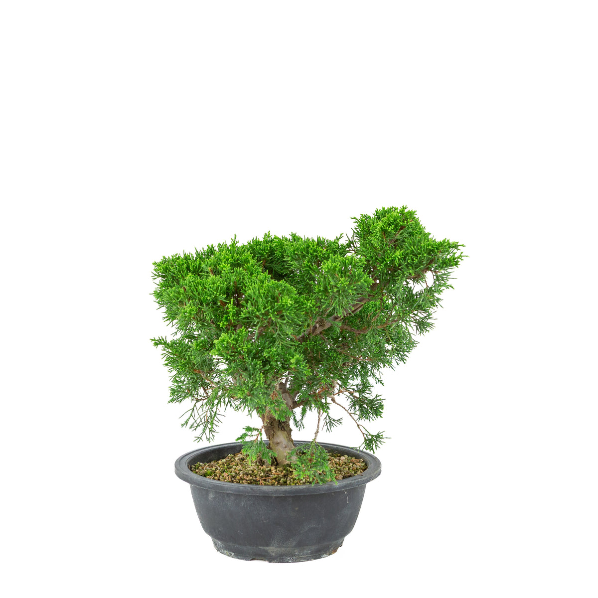 Juniperus chinensis (Ginepro cinese) vaso in plastica 19cm, altezza ~33cm
