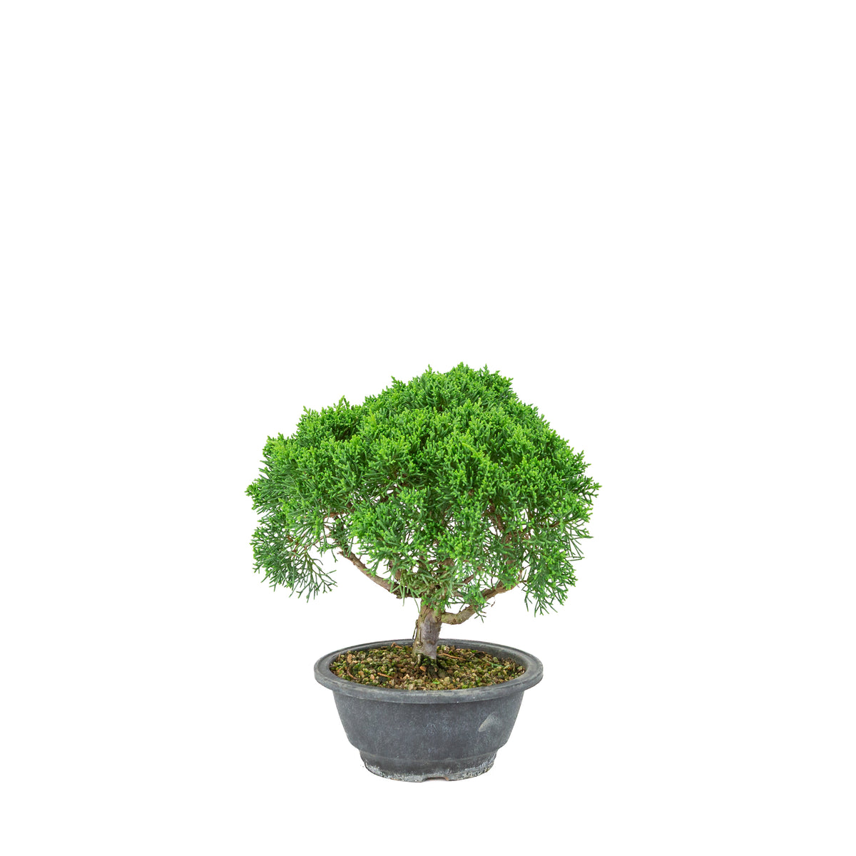 Juniperus chinensis (Ginepro cinese) vaso in plastica 16cm, altezza ~25cm