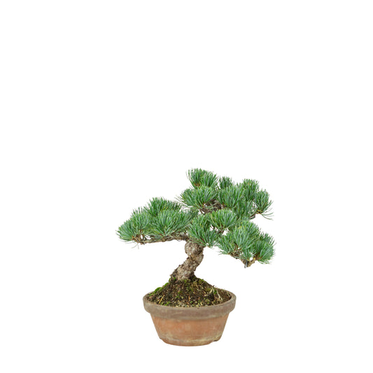 Pinus parviflora (pino bianco) vaso in terracotta 15 cm, altezza ~27 cm