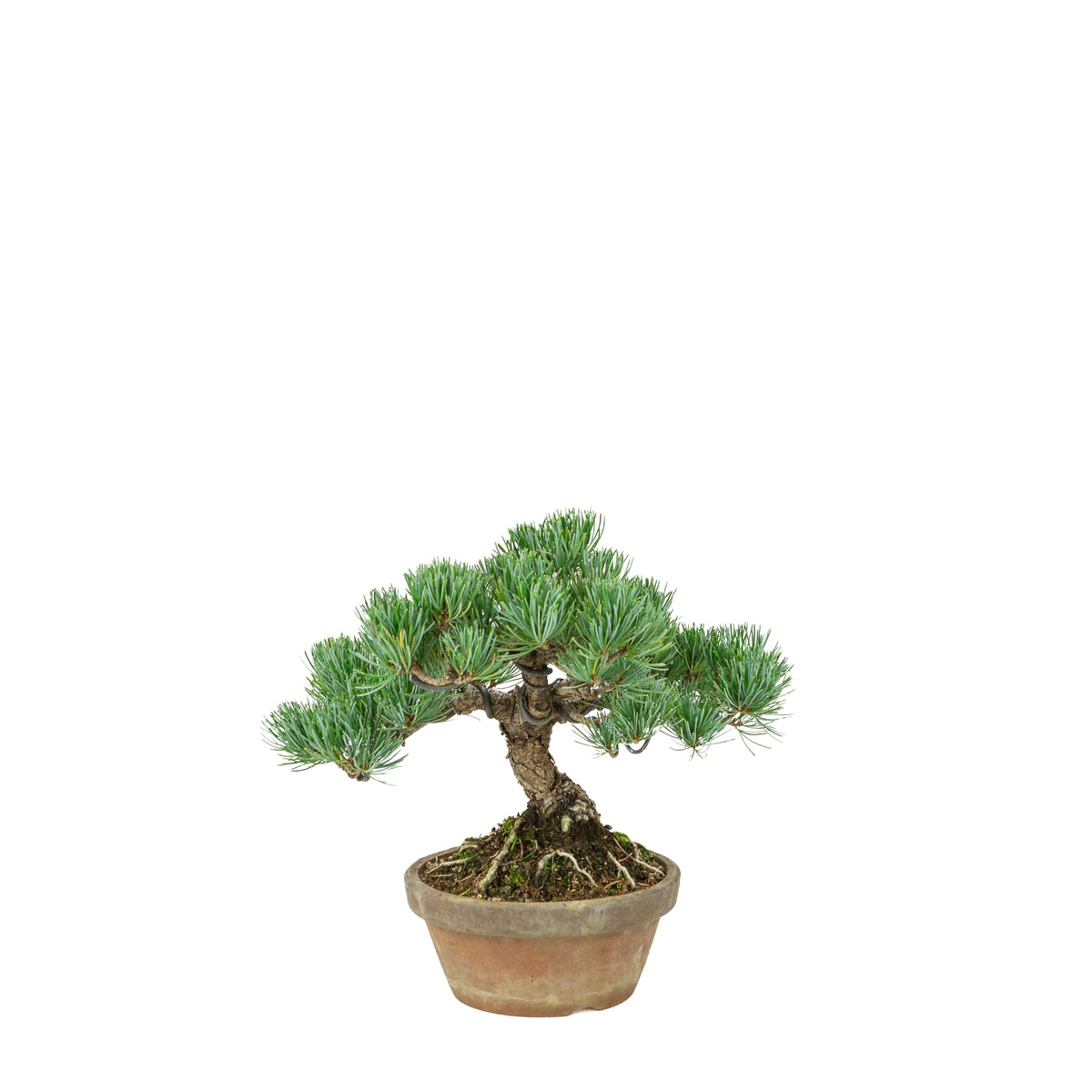 Pinus parviflora (pino bianco) vaso in terracotta 15 cm, altezza ~27 cm