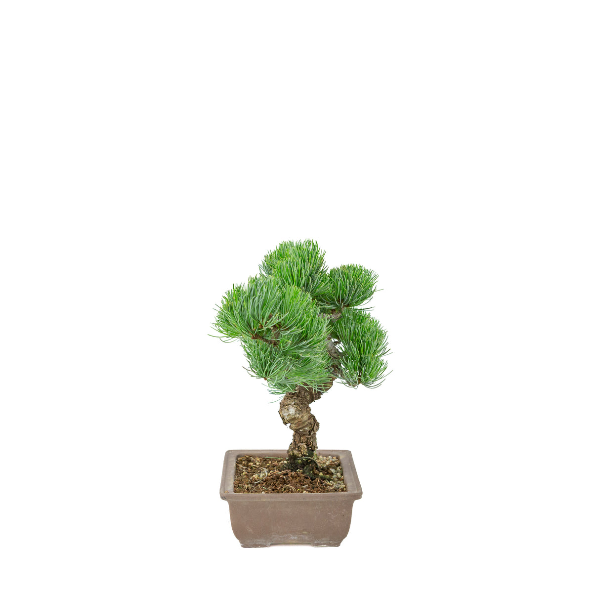 Pinus parviflora (pino bianco giapponese) vaso rettangolare non smaltato, altezza ~29 cm