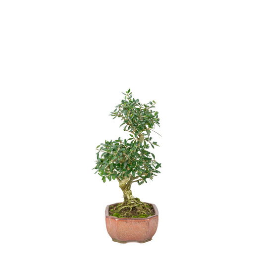 Olea sylvestris (olivo) in vaso ovale bronzo, altezza ~32cm