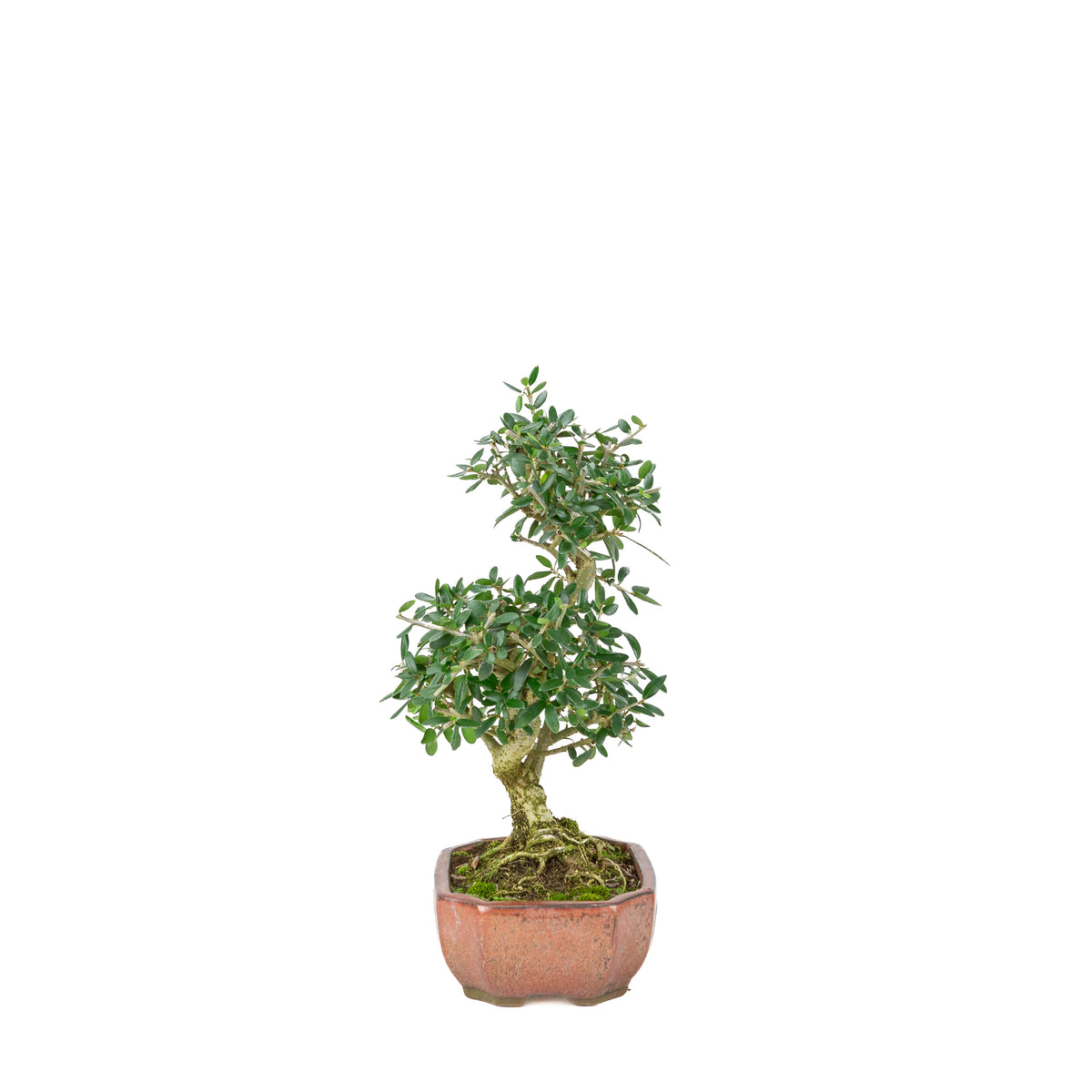 Olea sylvestris (olivo) in vaso ovale bronzo, altezza ~32cm