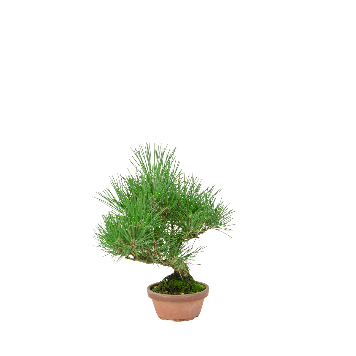 Pinus Thunbergii (pino nero giapponese) vaso in terracotta, altezza ~30cm