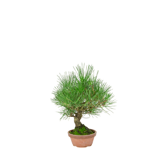 Pinus Thunbergii (pino nero giapponese) vaso in terracotta, altezza ~30cm