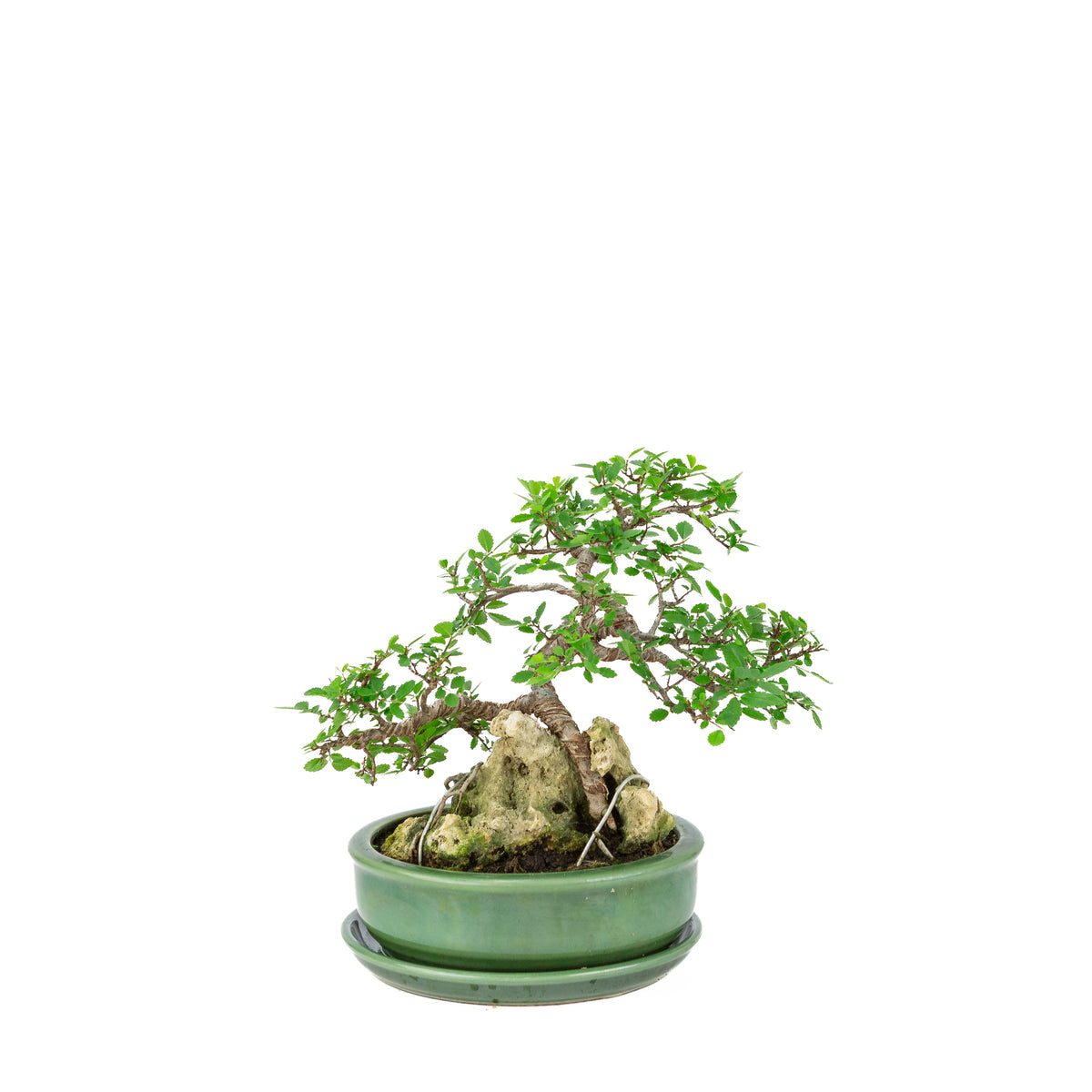 Bonsai Zelkova serrata con pietra in vaso rotondo verde, altezza ~28cm