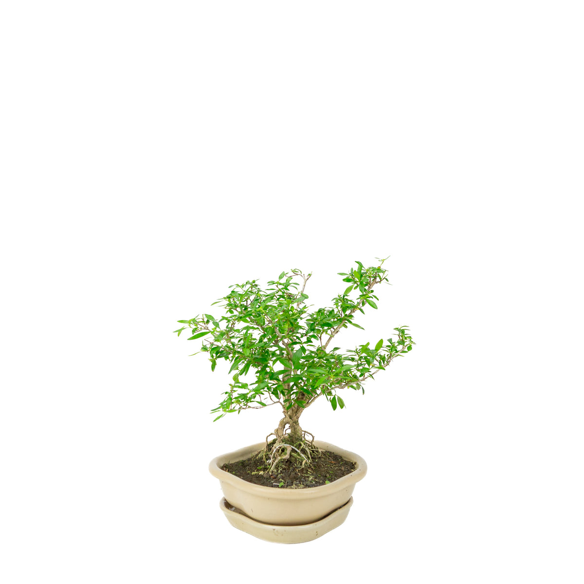 Bonsai di Serissa foetida (Albero delle Mille Stelle) in vaso loto color crema, altezza ~25cm