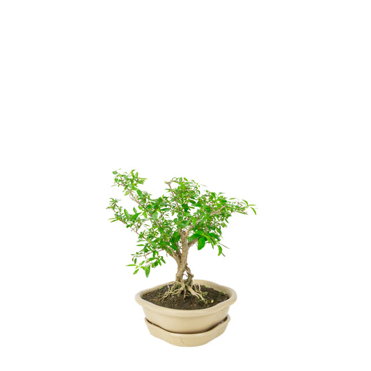Bonsai di Serissa foetida (Albero delle Mille Stelle) in vaso loto color crema, altezza ~25cm