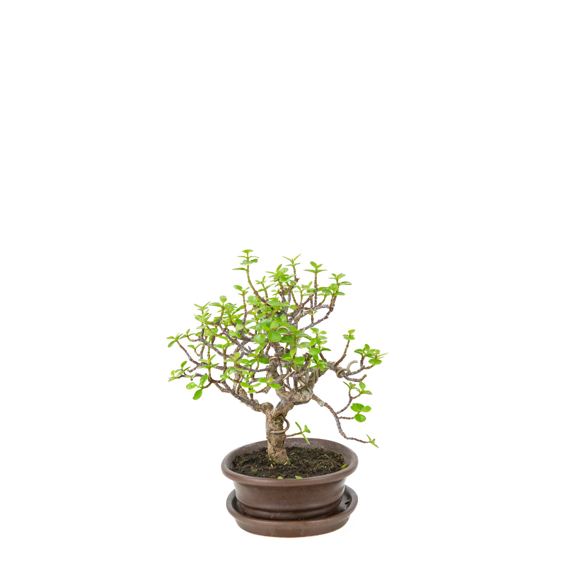 Bonsai di Portulacaria afra (Spekboom) in vaso ovale marrone, altezza ~25cm