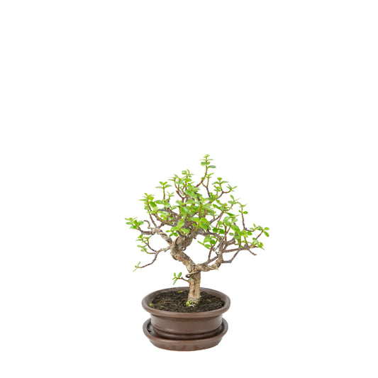 Bonsai di Portulacaria afra (Spekboom) in vaso ovale marrone, altezza ~25cm
