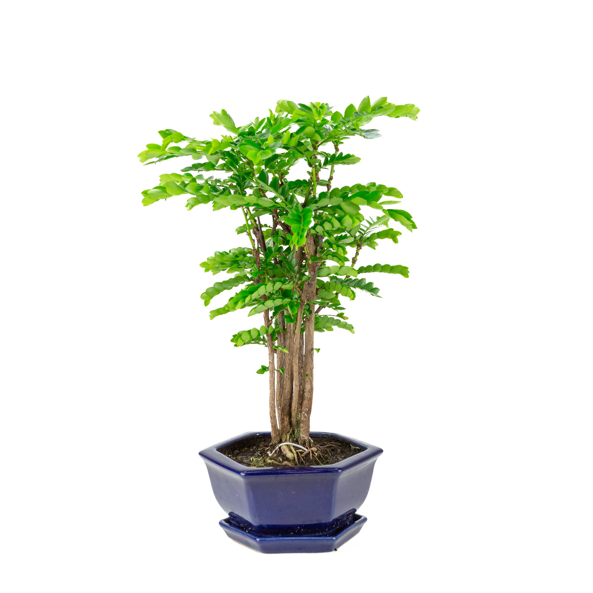 Bonsai di Phyllanthus buxifolius in vaso esagonale blu, altezza ~42cm